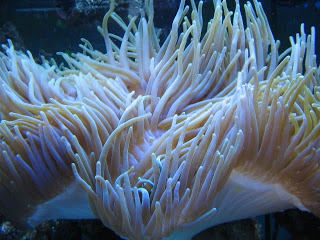 Sea Anemone Reef Tank