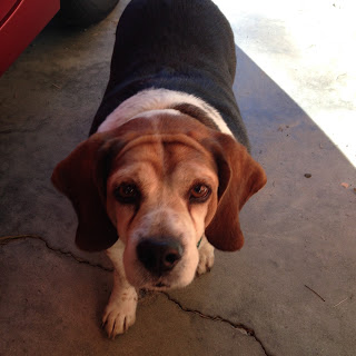 Our New Dog Basil The Beagle Mix Free Motion Quilting Project